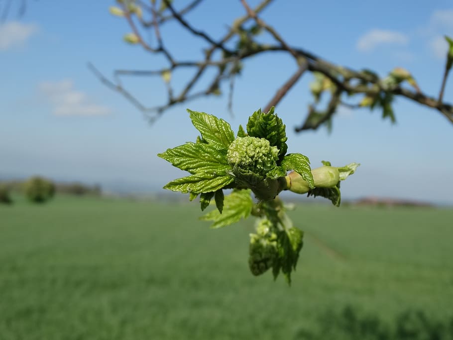 spring, leaves, shoots, nature, bud, buds drive, trees knock out, sky, field, plant