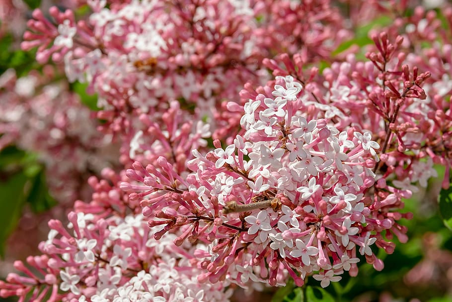 白, ピンク, 花, ライラック, 小葉ライラック, ブルーム, ピンクホワイト, 春, 装飾用の木, 植物
