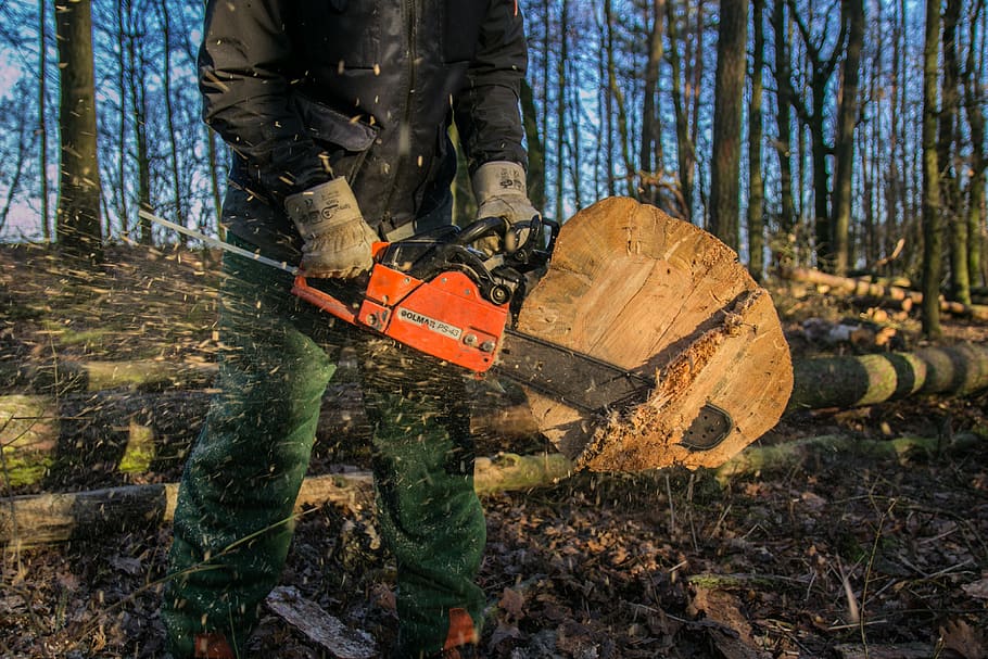 wood, chainsaw, tree, saw, forest, dangerous, woodworks, chain, nature, sawing