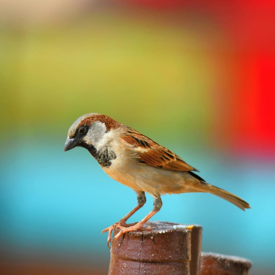 bird, wildlife, nature, outdoors, animal, sparrow, songbird, little, feather, side view