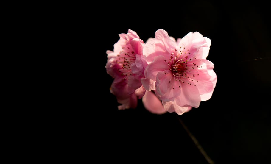 selective, color photography, two, pink, petaled flowers, cherry blossom, plant, the scenery, red flowers, light and shadow