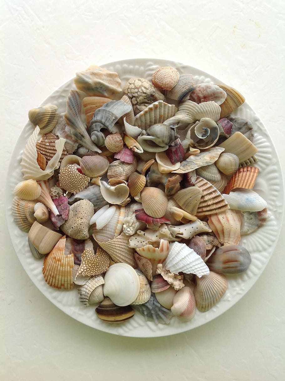 Sea, Shell, Shell, Beach, White, Seashell, sea, shell, beach, texture, animal Shell, nature
