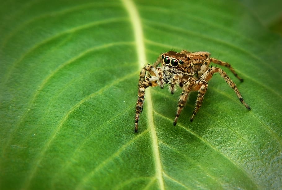 laba-laba memantul, laba-laba, perangkap, beracun, berbahaya, arakhnida, alam, jaring, tarantula, predator
