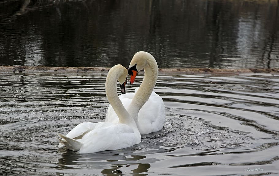 two, white, swan, water, daytime, white swan, spring, swans, nature, mute swans