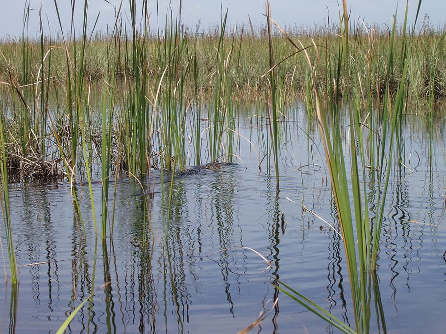 Reed, Swamp, Water, Rush, Everglades, swamp, water, bank, grasses, plant, nature