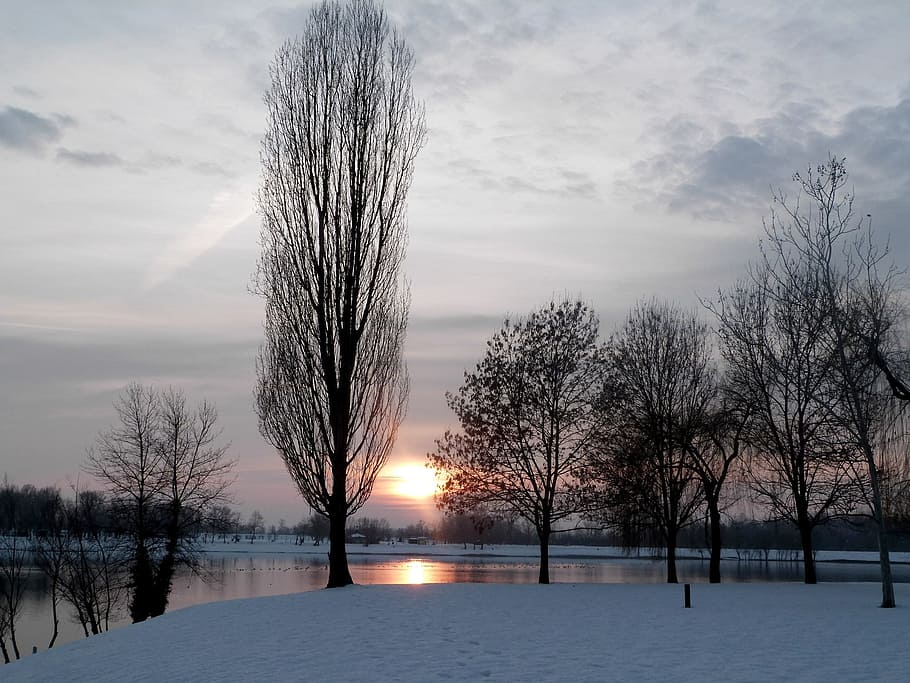 withered, trees, body, water, Winter, Lake, Sunset, Landscape, Cold, season