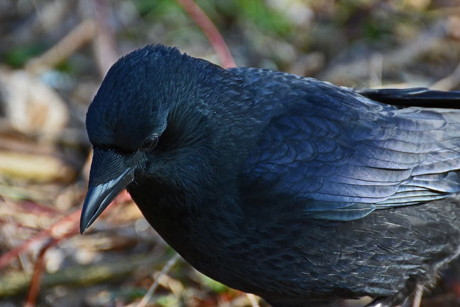close-up, crow, raven, bird, black, corvidae, raven bird, black bird, nature, songbird