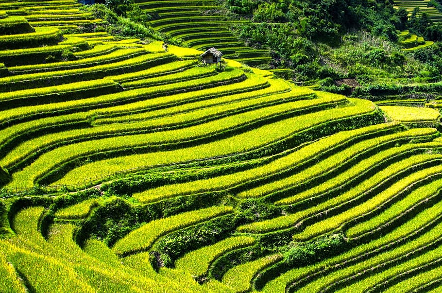 aerial, rice terraces, rice fields, terraced fields, mu cang chai, yen bai, vietnam, growth, landscape, rural scene