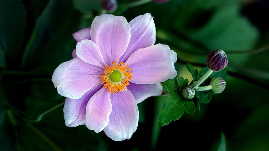 purple, flower, close up, garden, fresh, nature, bloom, petals, pollen, organic