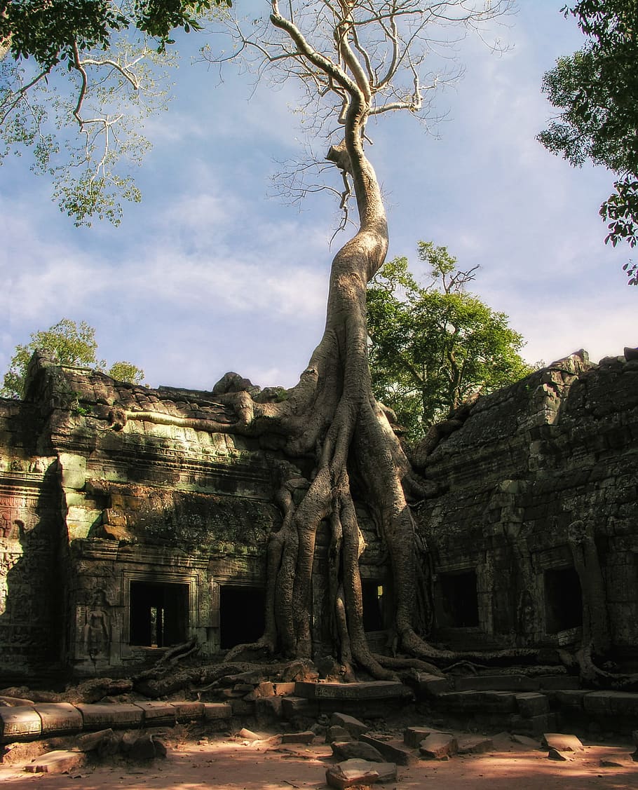 cambodia, prohm, ta prohm, temple, angkor, angkor wat, tree, jungle, asia, temple complex