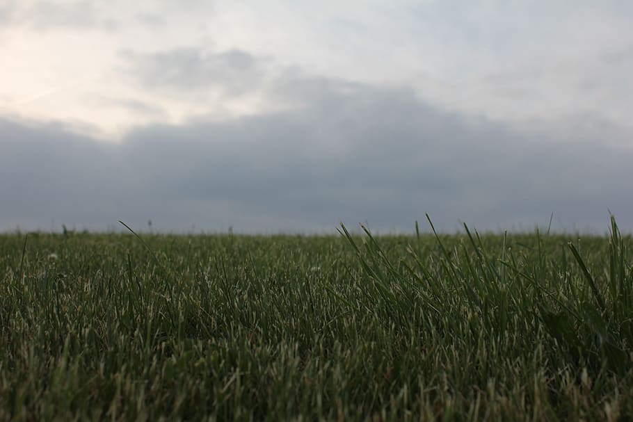 Grass, Landscape, Overcast, grassy, background, cloudy, nature, sky, outdoors, field