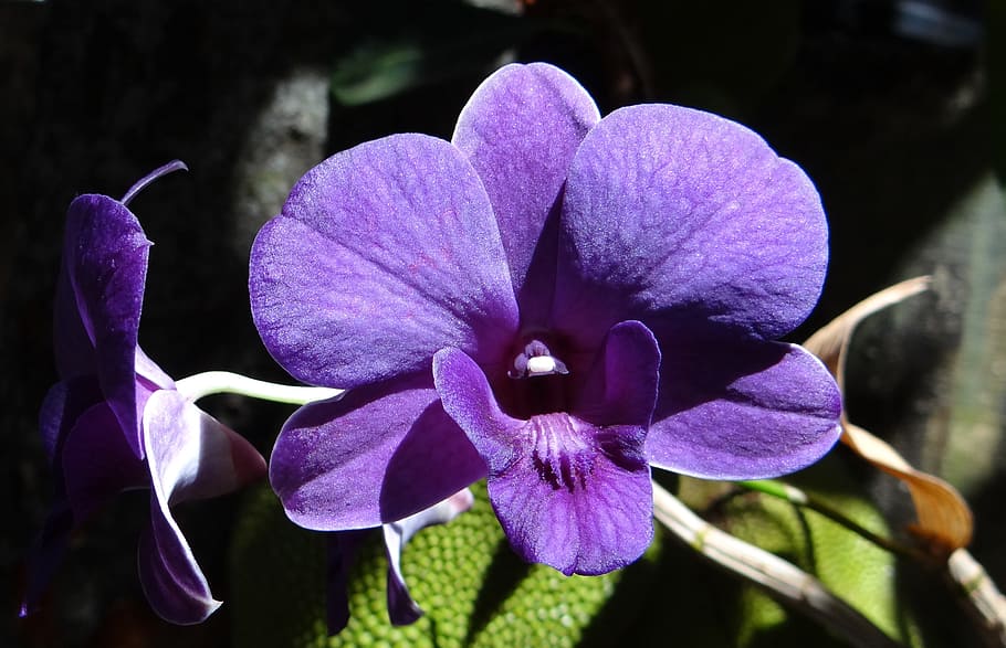 紫, の蘭の花, クローズアップ, 写真, 蘭, デンドロビウム, ラン科, 植物, 花, インド