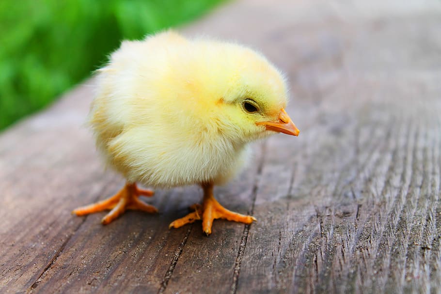 yellow chick, easter, chicks, baby, beautiful, sweet, cute, yellow, birds, poultry