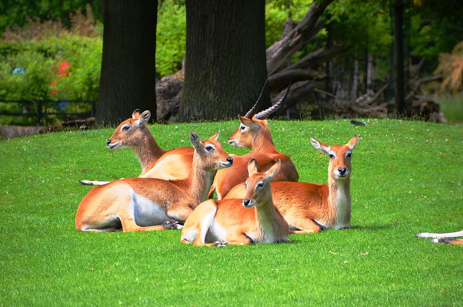 five, brown, deer, lying, green, grass field, antelope, lychee marsh antelopes, lechwe, kobus leche
