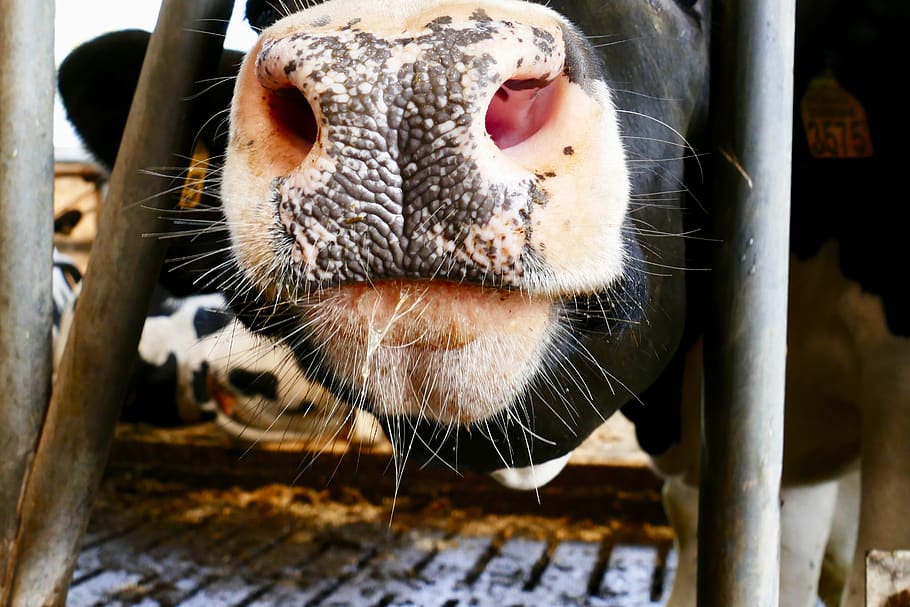 cow, muzzle, nose, whiskers, animals, cattle, farm, animal, mammal, herkauw...