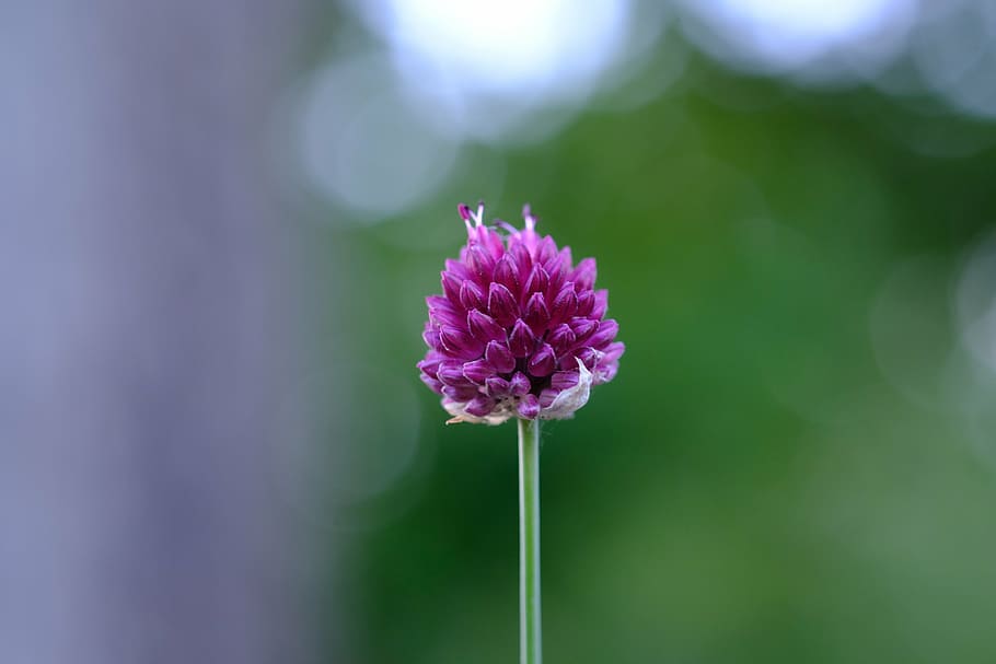 red clover, blossom, bloom, klee, nature, plant, meadow, flower, pointed flower, clover flower
