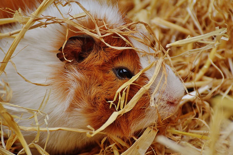 guinea pig, wildpark poing, cute, nager, young animals, small, young, sweet, fur, animal themes