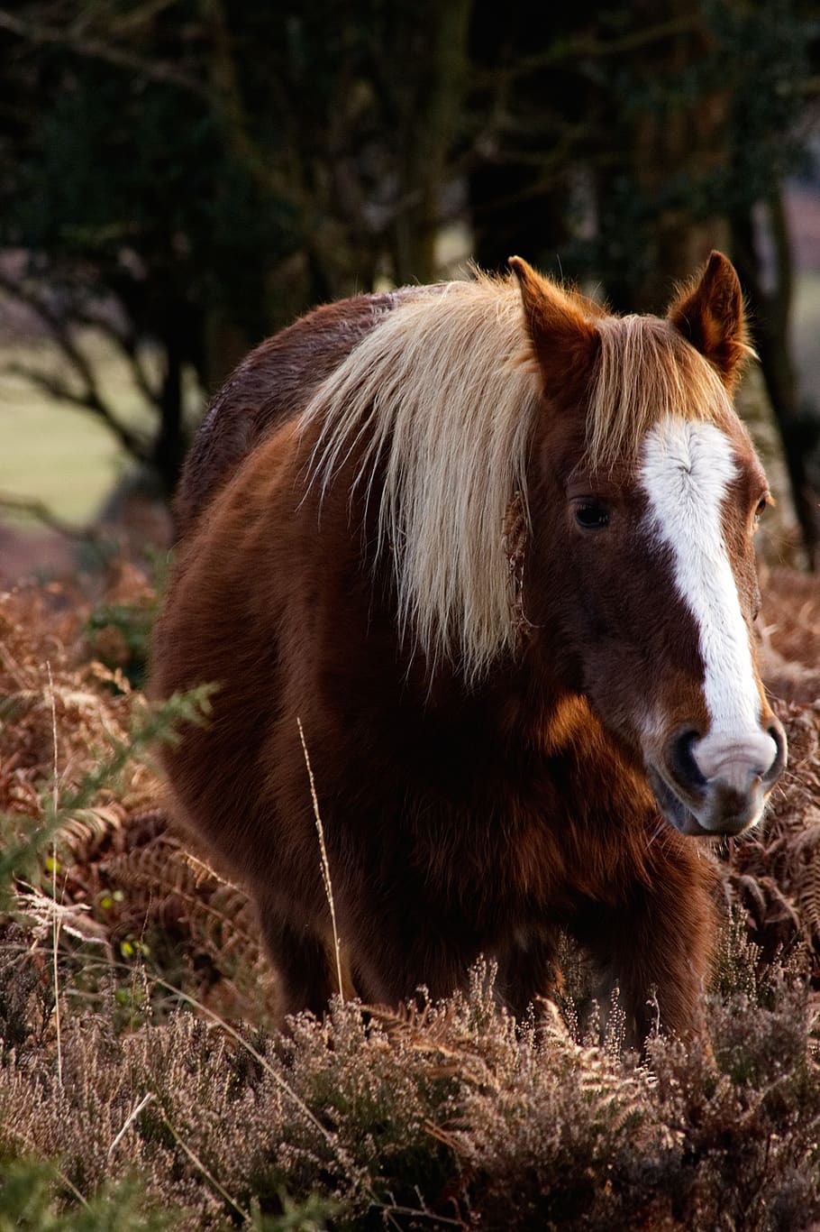 horse, animal, brown, grassland,plant, trees, woods, snout, animal themes, one animal, mammal