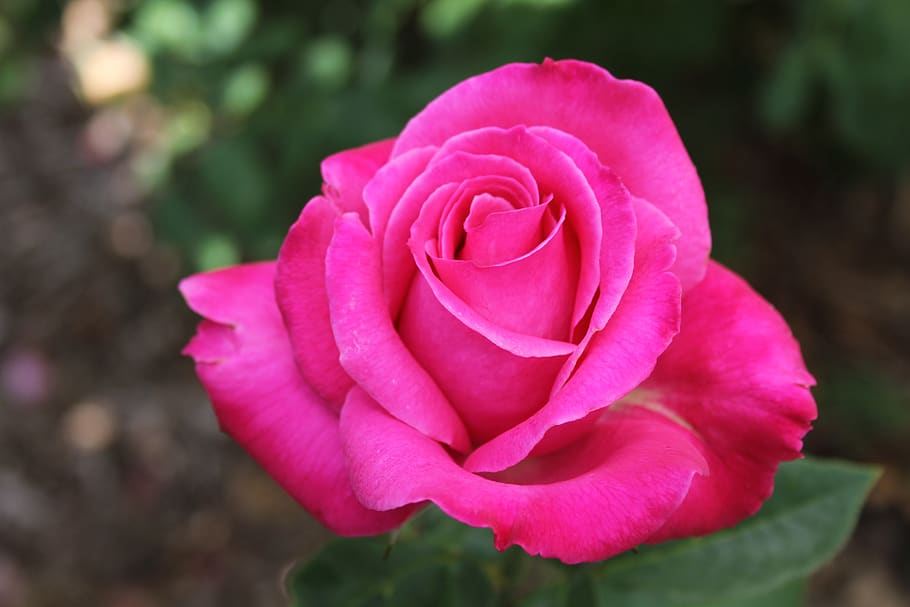 rosa, única flor, rosa profundo, flor, planta, planta de florescência, beleza da natureza, vulnerabilidade, pétala, fragilidade