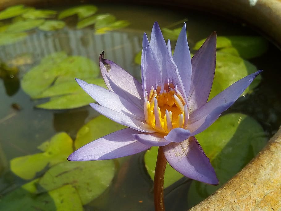 lotus leaf, lotus, water plants, flowers, lotus lake, purple lotus, lotus basin, water, flower, nature