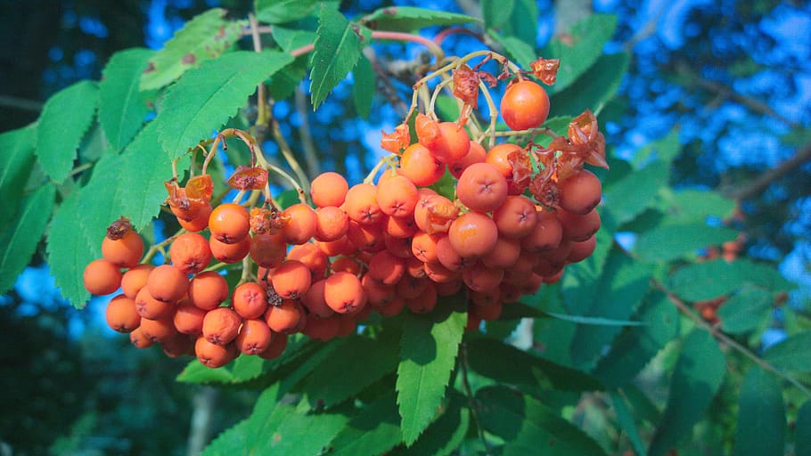 rowan, berry, tree, plant, nature, leaf, red, mountain ash, branch, close up