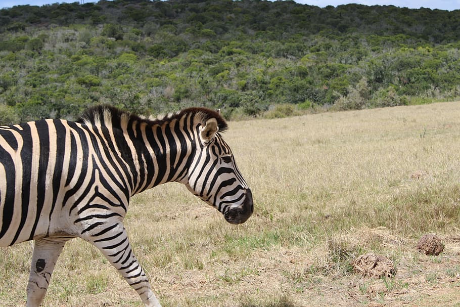 Zebra, African, Mammal, Wild, Animal, wild, animal, park, national, reserve, south