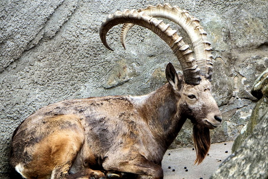 brown, mountain goat, sitting, r, animal, mammal, horns, rock, zoo, animal themes