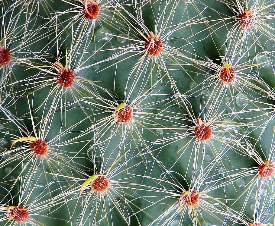Cactus, Picadura, Planta, Espinosa, Cerrar, textura, fondo, flor de cactus, flor, floración