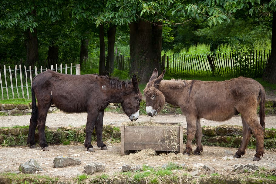 donkey, two, beast of burden, mane, fur, dog eared, livestock, zoo, farm, ass couple
