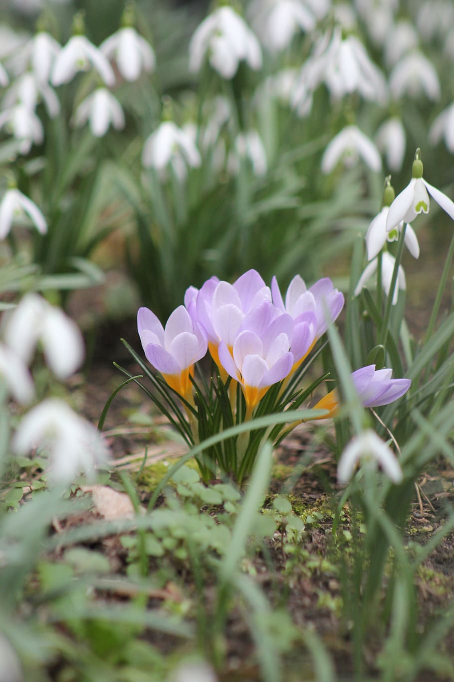 azafrán, campanilla blanca, primavera, naturaleza, flores, floración  temprana, blanco, violeta, planta, flor | Pxfuel