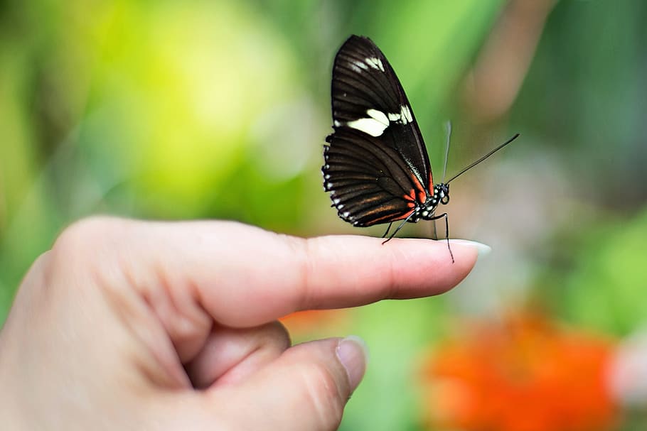 fotografía de primer plano, negro, mariposa, dedo índice, mariposa en dedo, primavera, insecto, naturaleza, fragilidad, parte del cuerpo humano