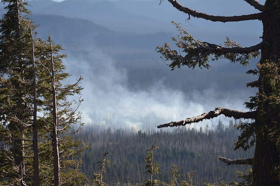 Wild Fire, Forest Fire, Oregon, forest, fire, wild, natural, destruction, nature, smoke
