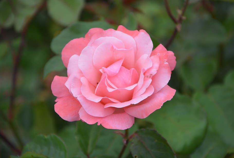 Rosal, especia, rosa salmón, arbusto, rosa, flores pequeñas, florecido, flor, pétalo, naturaleza