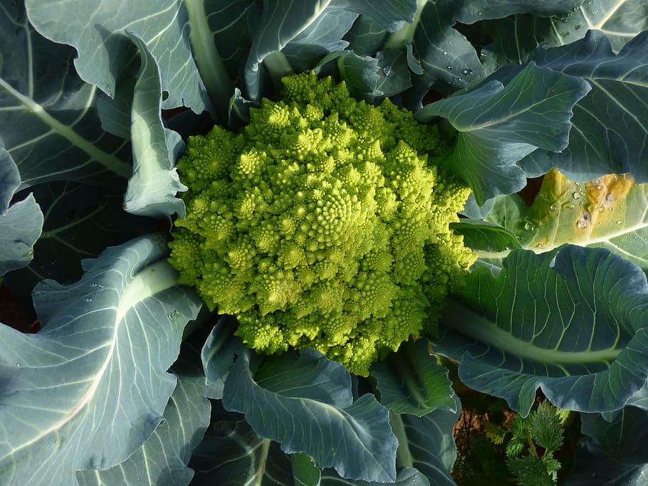 Brokoli, Romanesco, Sayur, Kubis, makanan, organik, hijau, vegetarian, segar, sehat