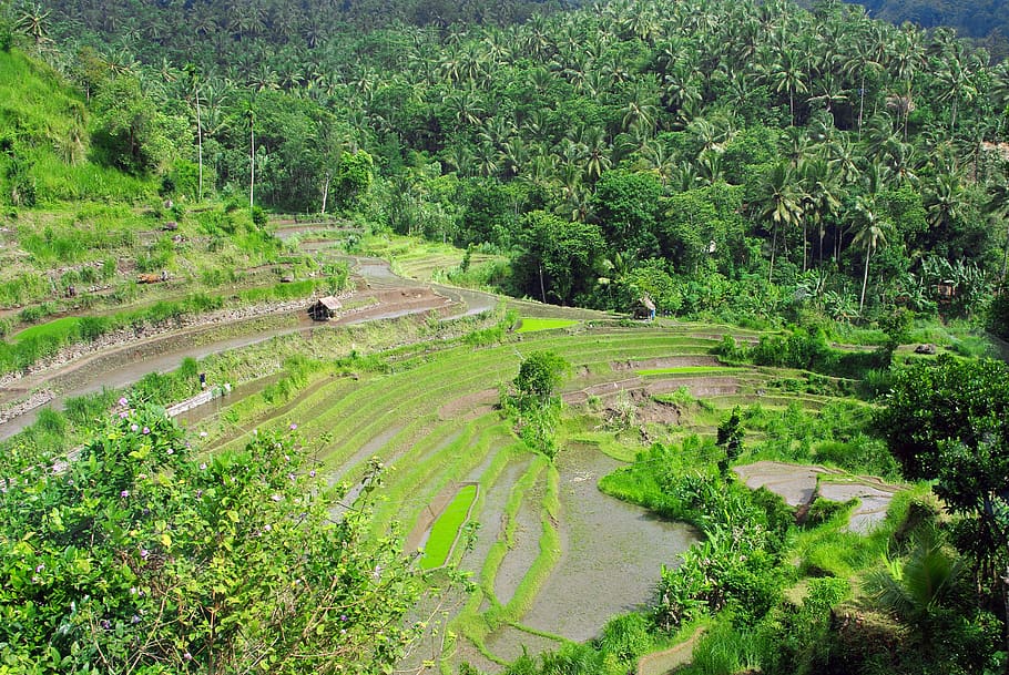 indonésia, bali, arroz, paisagem, agricultura, terraços, comida, camponês, viagem, ásia