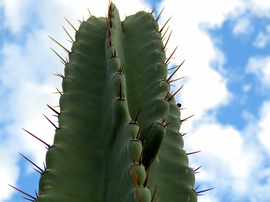 Cereus, Cactus, Plant, hildmann's cereus, sky, desert, clouds, thorn, spiked, growth