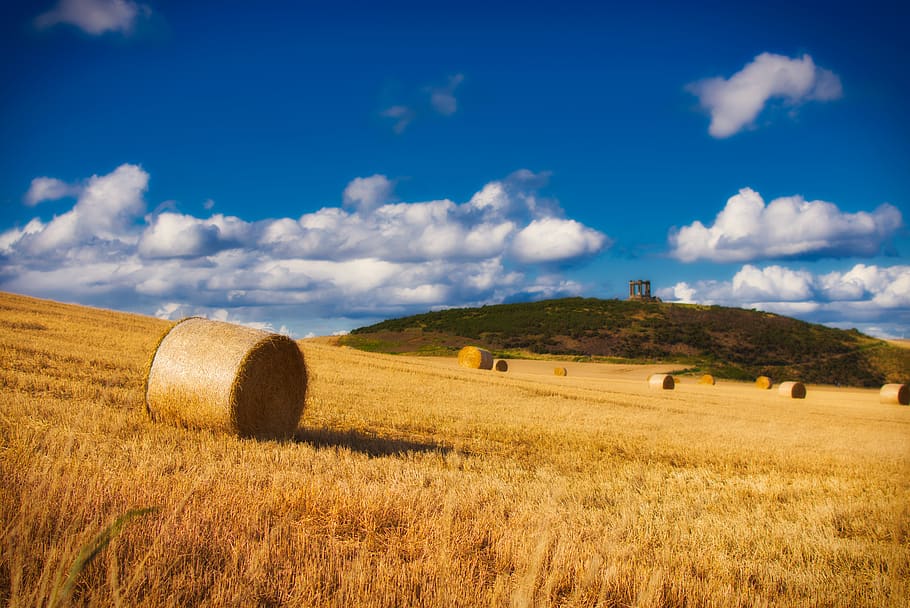 straw bales, harvest, straw, straw role, sky, landscape, rural, golden, land, agriculture