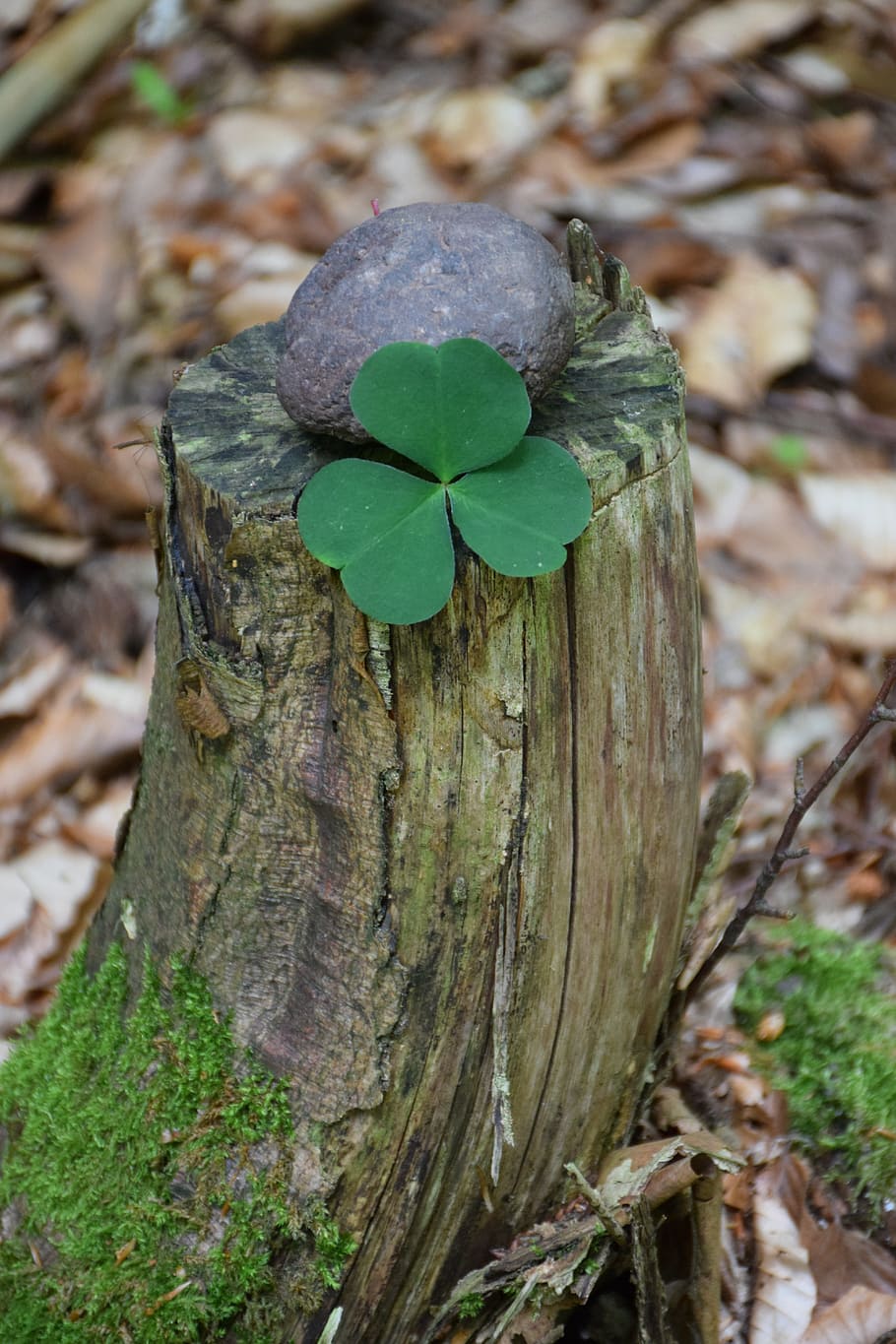 Trébol de la suerte, bosque, piedra de la suerte, tocón de árbol, naturaleza, original, caminar en el bosque, trébol, trébol de cuatro hojas, suerte