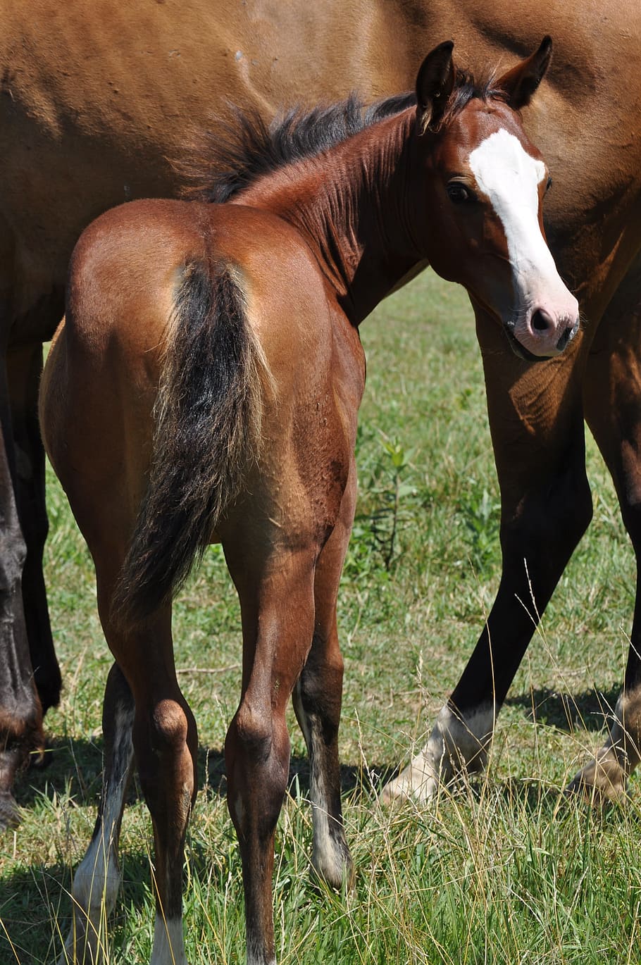 brown, white, horse, white horse, colt, bay, mammal, foal, mare, equine