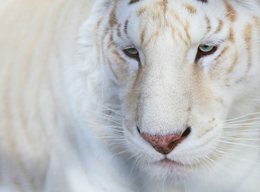 close-up, white, tiger, animals, white tiger, portrait, nature, mammals, animal themes, animal