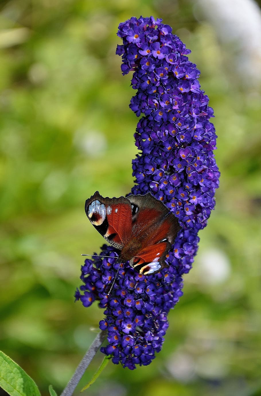 butterfly, red, admiral, butterflies, insects, animal, flower, macro, nature, blue