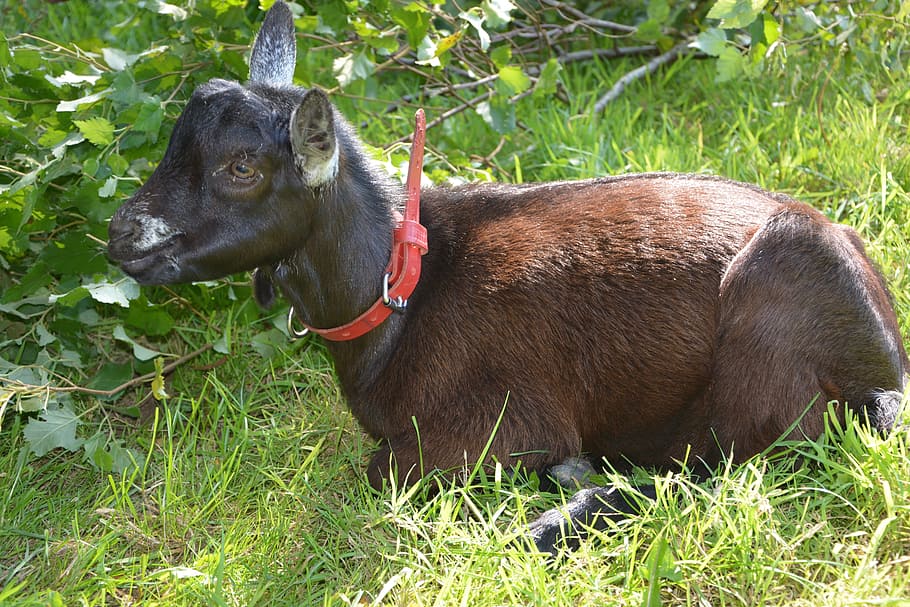 goat, kid, lounging, nature, animal, field, fields, summer, domestic animal, plant