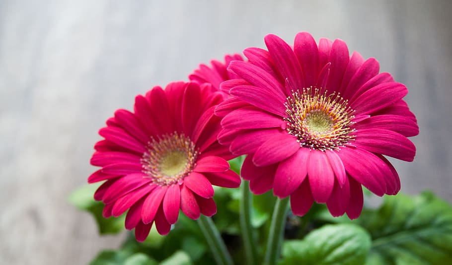 closeup, photography, red, gerbera daisies, flower, spring, summer, gerbera, beautiful, pink