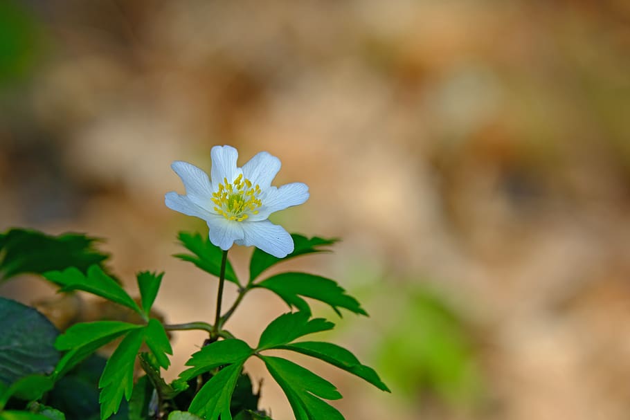 anémona de madera, naturaleza, primavera, flor, blanco, floración, flor del  bosque, flor silvestre, flor de primavera, planta floreciendo | Pxfuel