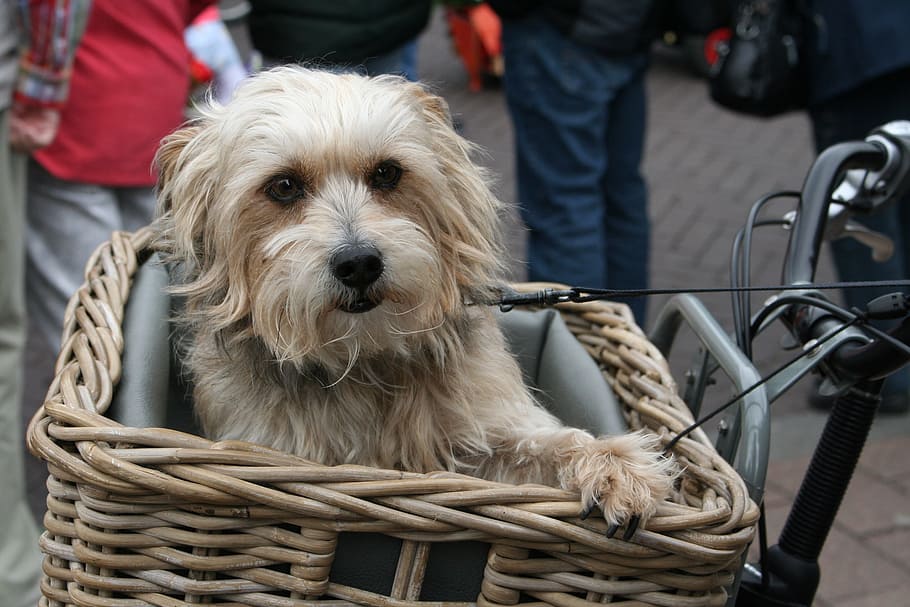 medium long-coated, white, dog, bicycle basket close-up photo, dog in bicycle basket, cute, domestic, pets, domestic animals, one animal