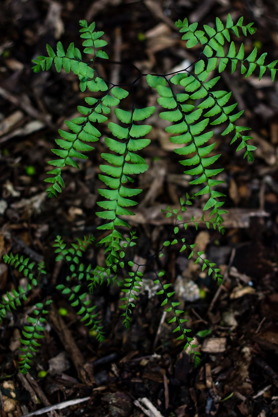 maidenhair, plant, forest, woods, ferns, green color, growth, nature, leaf, plant part