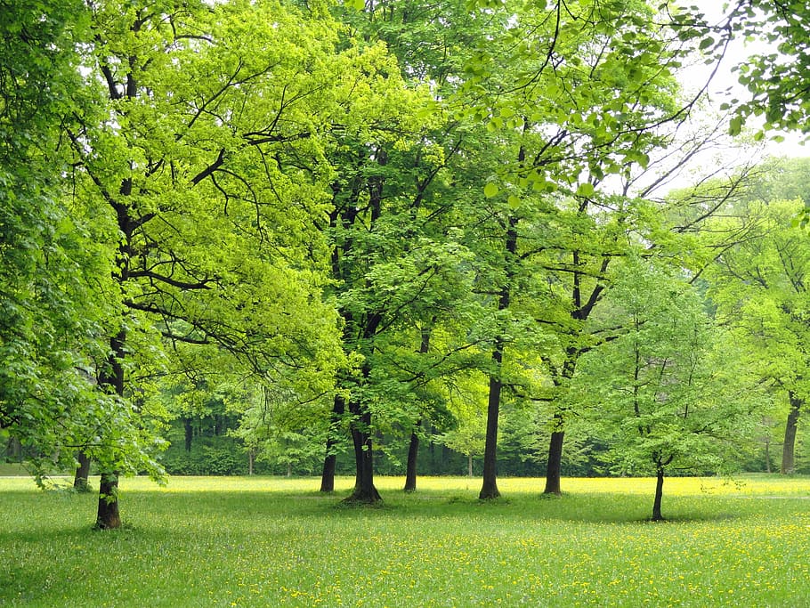 緑の葉の木, ドイツ, 自然, 木, 葉, 森, 外, 風景, フィールド, 風光明媚な公園