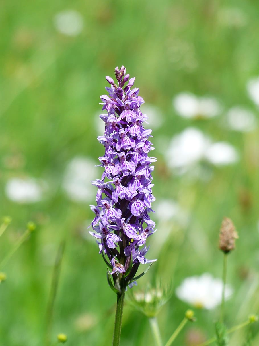 selective, focus photo, purple, flower, heath spotted orchid, orchid, blossom, bloom, spotted, dactylorhiza maculata