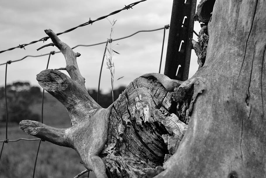 fence, barbed wire, tree trunk, post, black and white, nature, tree, outdoors, animal skull, trunk