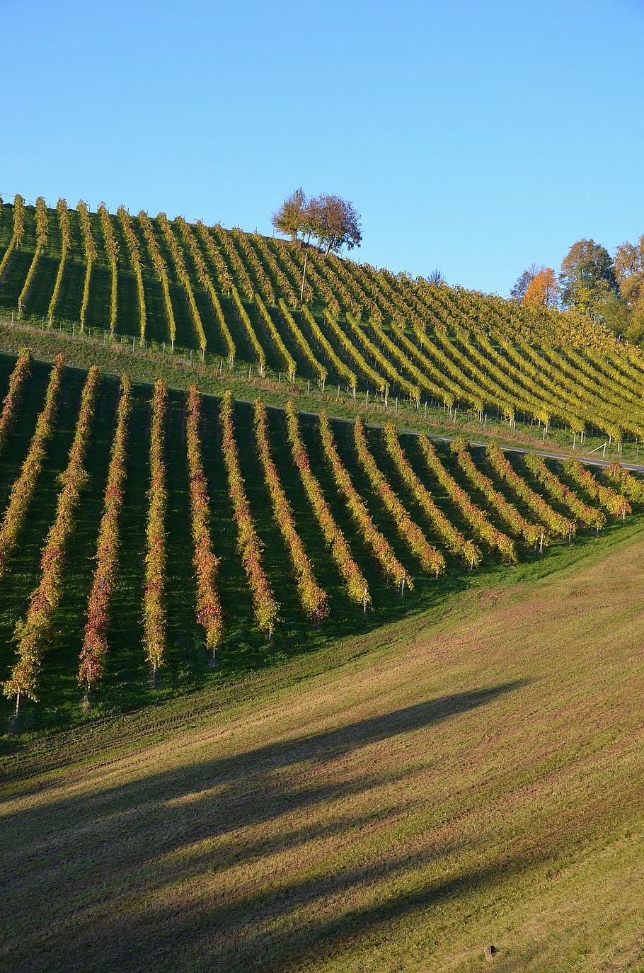 wine, hill, autumn, vineyard, vine, late summer, region, southern styria, landscape, plant